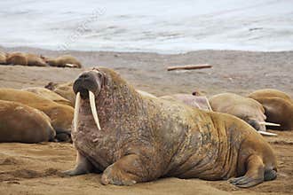 Walrus family