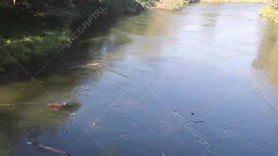 Whirlpool on a small forest river