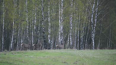 Herd of Elks Cervus elaphus in birch forest