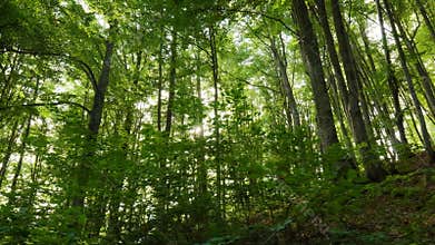 Green forest nature background. Forest in the