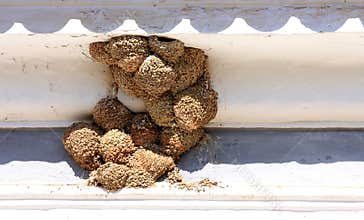 Swallow nests under eaves, Portugal