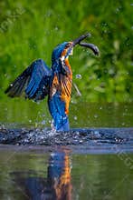 Kingfisher Alcedo atthis