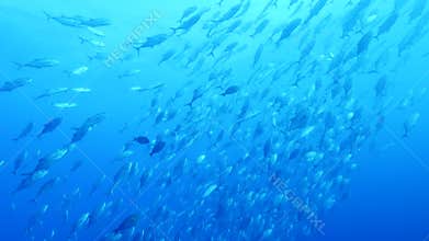 Huge school tropical Jackfish