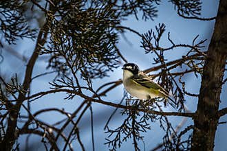 Black-capped vireo resting in a cedar tree
