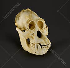 Orangutan skull