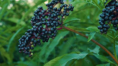 Slow motion elderberry branch sways in the wind. Ripe black berry on the plantation