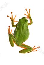 Tree_frog