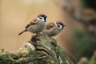 Eurasian tree sparrow