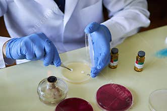 preparing an antibiogram petri dish with antibiotic disks in laboratory