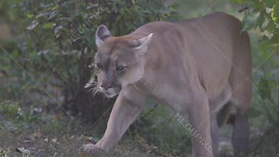 Beautiful Puma in autumn forest. American cougar - mountain lion. Wild cat walks in the forest, scene in the woods