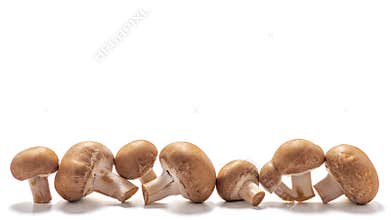 Lots of large and small mushrooms in a row