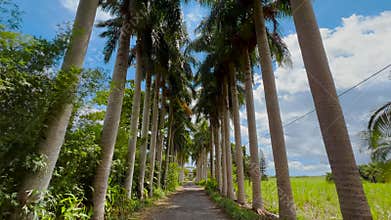 View of the palm trees passing by under sunny blue skies. Wide shot of driving with camera looking up at palm trees. POV