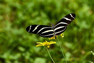 Zebra, heliconius charithonia butterfly with open wings on yellow Zinnia flower.