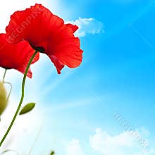 Red poppies, blue sky