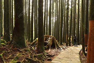 Old Tree Grove of Alisan National Park in Taiwan