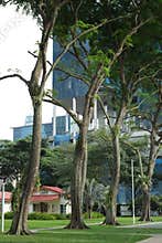 Green amidst concrete jungle