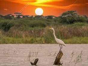Ardea alba/ white heron portrait
