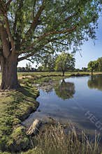 Early summer walk through Bushy Park