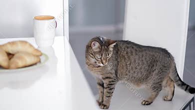Striped domestic cat stays on white chair on kitchen at home.