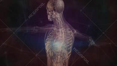 Human anatomy. X-ray scanning of the human skeleton, bone scan, joint, medical screen 3D render, human anatomy, computer