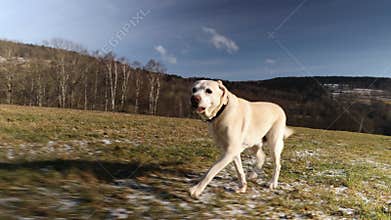 Dog running on meadow