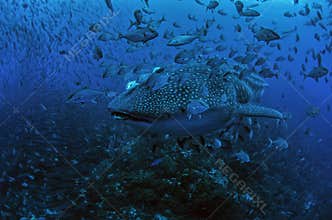 Whale shark surrounded by school of Almaco Jacks, Wolf Island, Galapagos