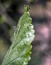 A mosquito on a green leaf.
