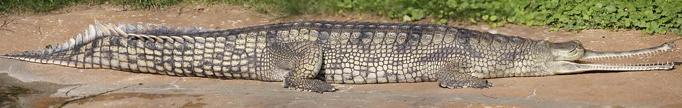 Gharial