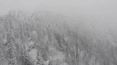 Snowstorm in a forest mountain with frozen frosty trees. Snowy winter landscape, snowfall.
