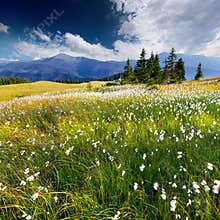 Beautiful summer landscape