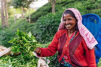 NUWARA ELIYA, SRI LANKA - SEPTEMBER 4 : Female tea picker in tea plantation in Nuwara Eliya, September 4, 2019