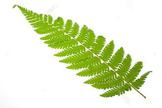 Fern leaf