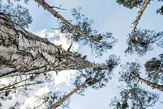 Pine forest, Zahorie, Slovakia, natural scene