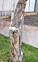 Blackcapped Chickadee making a nest in an old tree stump