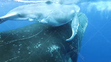 Close-up of family humpback whale calf with mother underwater ocean.