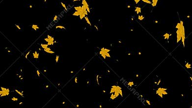 Falling leaves transparent background videos effects 02