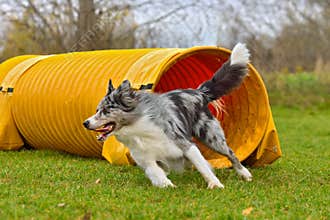Border collie dog on agility training