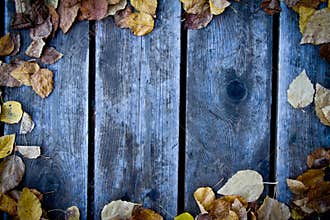 Fall wood background