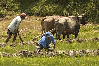 A typical lifestyle of Nepalese farmer in rural areas of Nepal.