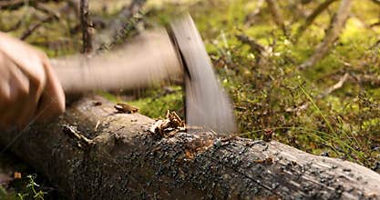 Chopping fallen tree in the forest with ax