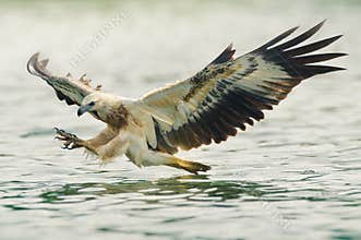 Sea eagle hunting