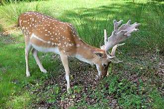 Buck Fallow Deer with Antlers Feeding