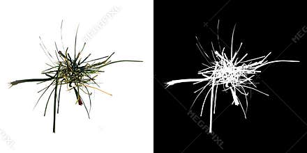 Top view of Plant   Long Lawn Grass 9 Tree png with alpha channel to cutout made with 3D render