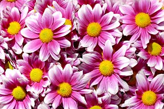 Colorful purple Chrysanthemum flowers background