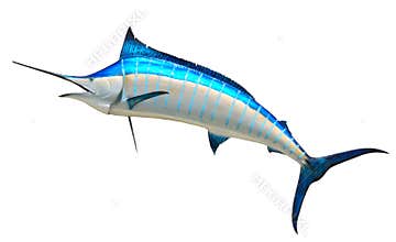 Blue Marlin fish