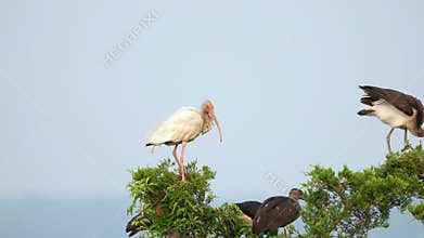 A White Ibis Adult at the Rookery with Young Chicks