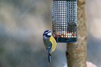 Blue Tit at a bird feeding