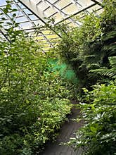 The Butterfly Garden in Westford Mass (jungle room)