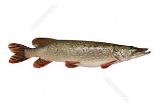 Fish. Pike