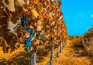 Vineyards of Mendoza, Argentina
